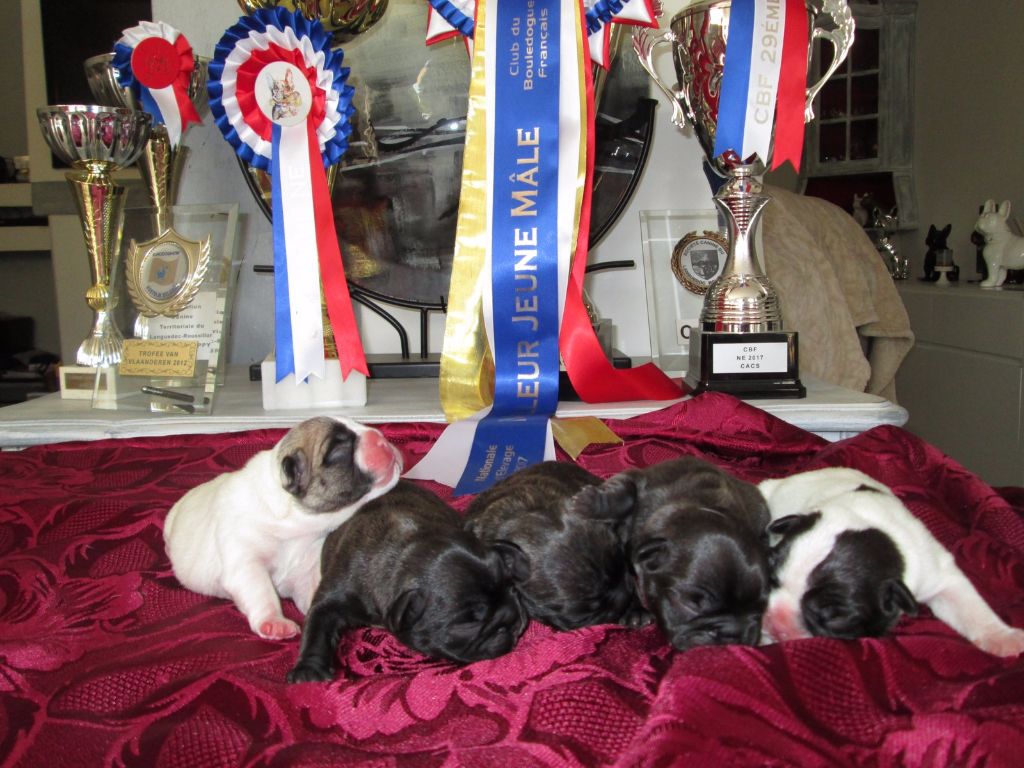 Les  premiers chiots de Malaklani