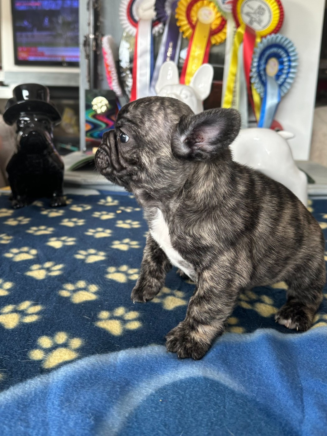 de l'Ecurie Royale - Chiots disponibles - Bouledogue français