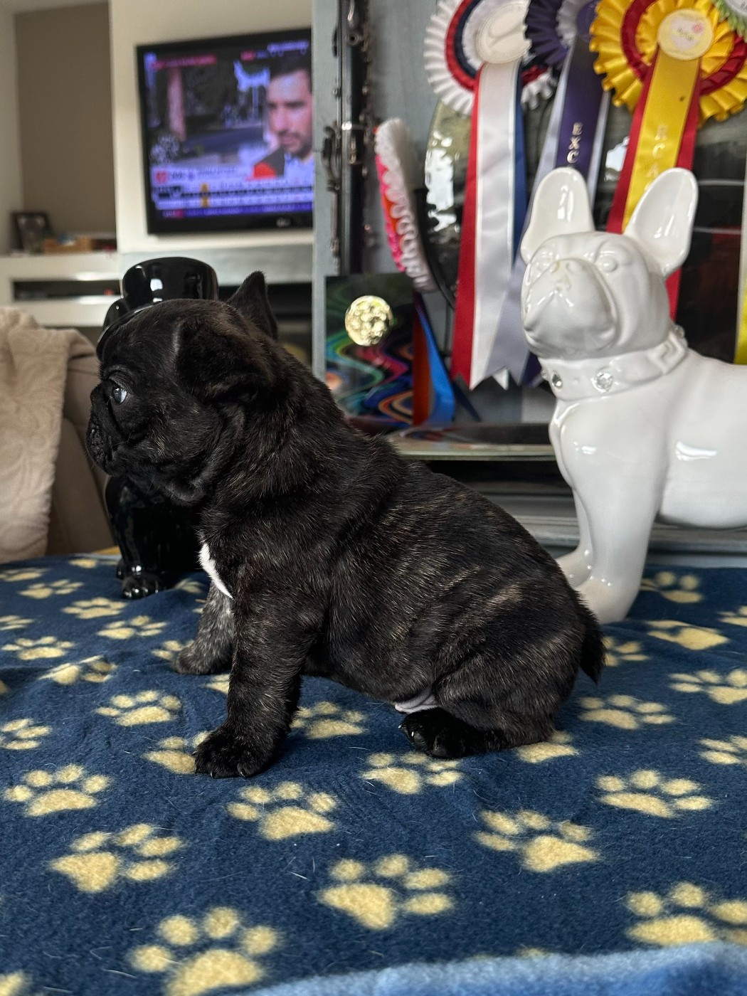 de l'Ecurie Royale - Chiots disponibles - Bouledogue français