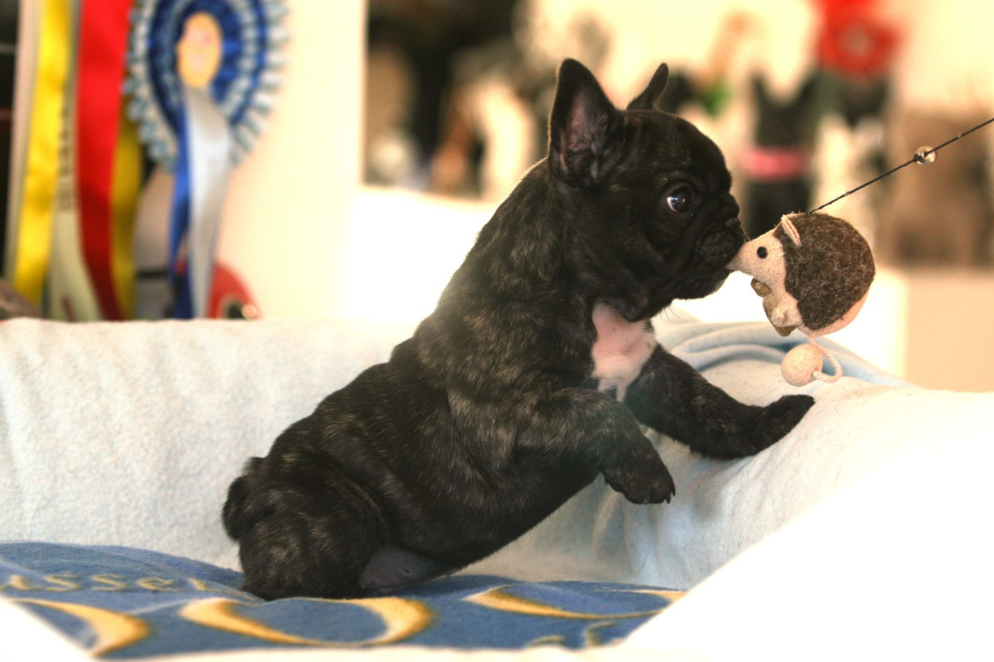 de l'Ecurie Royale - Chiots disponibles - Bouledogue français