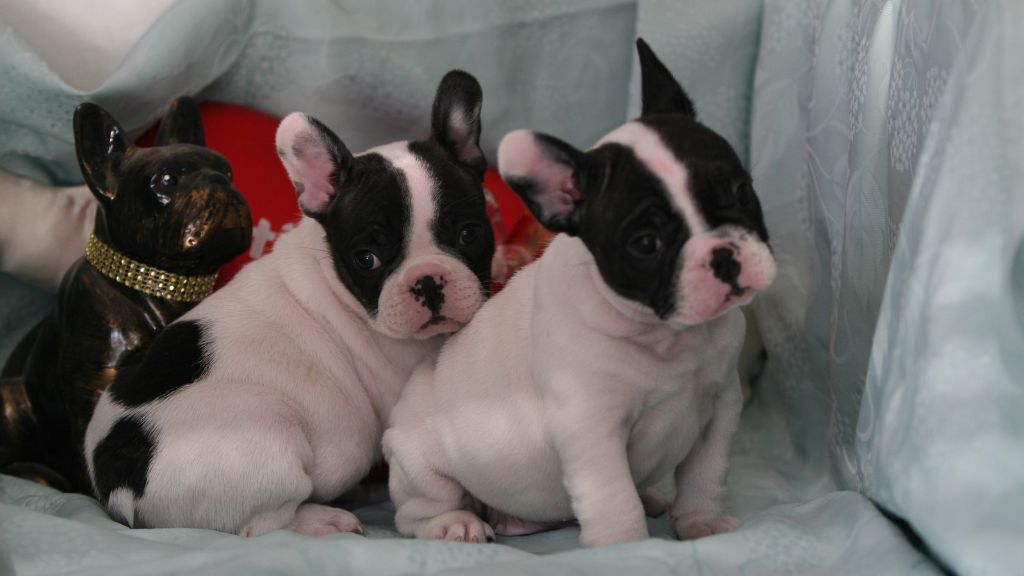 Chiot Bouledogue français de l'Ecurie Royale